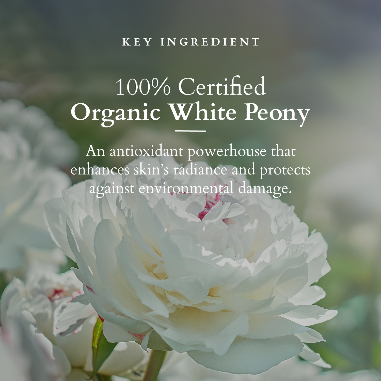 Image of Lotus Organics+ Precious Brightening Night Creme Whit Peony | For Dark Spots | Night Moisturiser