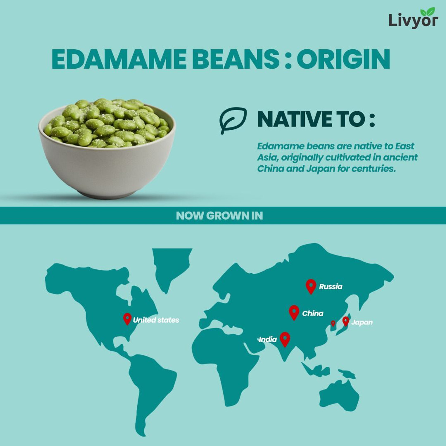 Image of LIVYOR Roasted Edamame Beans | Salted Original | Plant-Based Protein | Gluten Free Beans (Salted /Roasted)