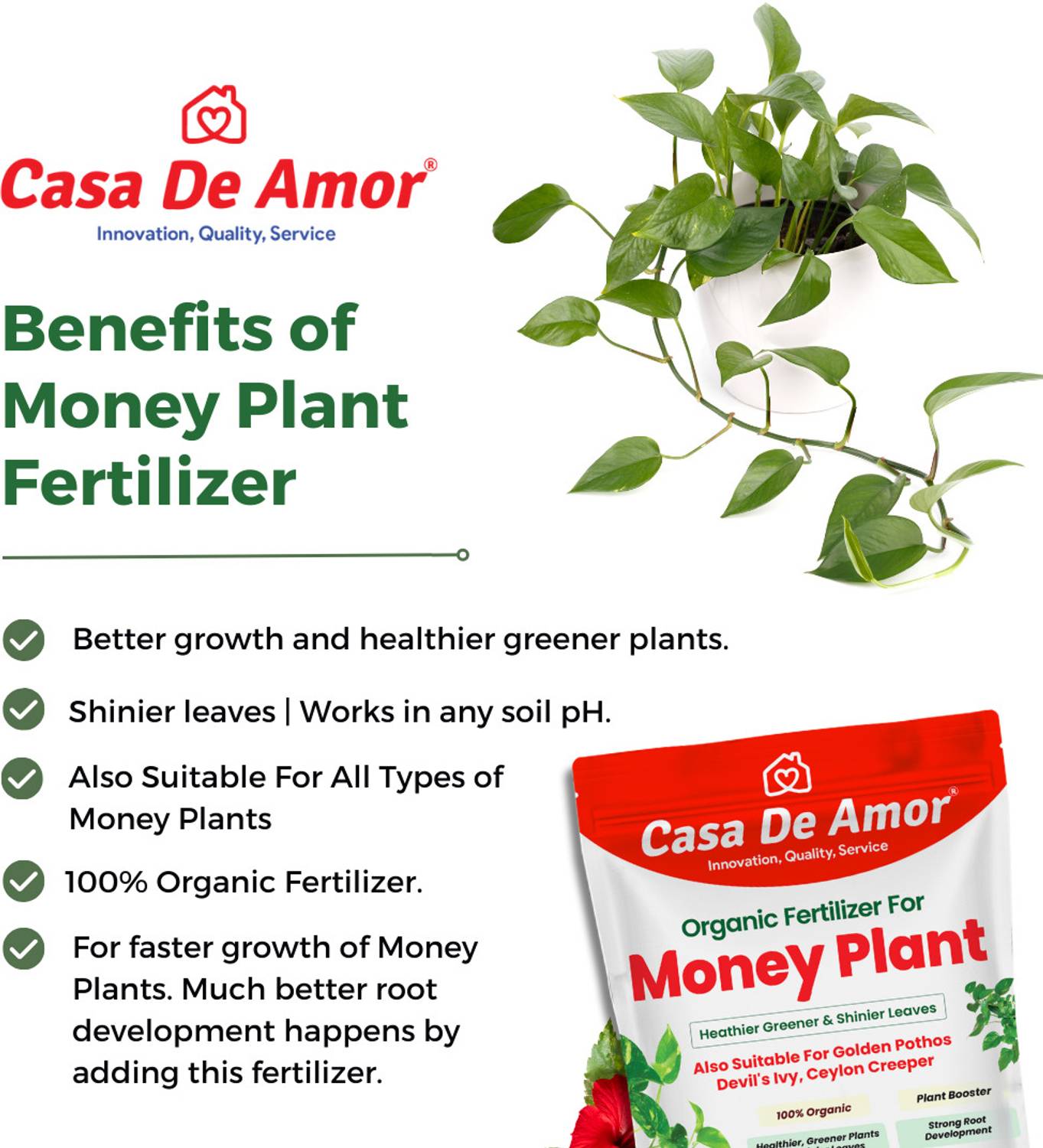 elephant ear plant ireland Hawaiian Punch Elephant Ear Plant - Small Rooted Starter - Colocasia  esculenta main image 1