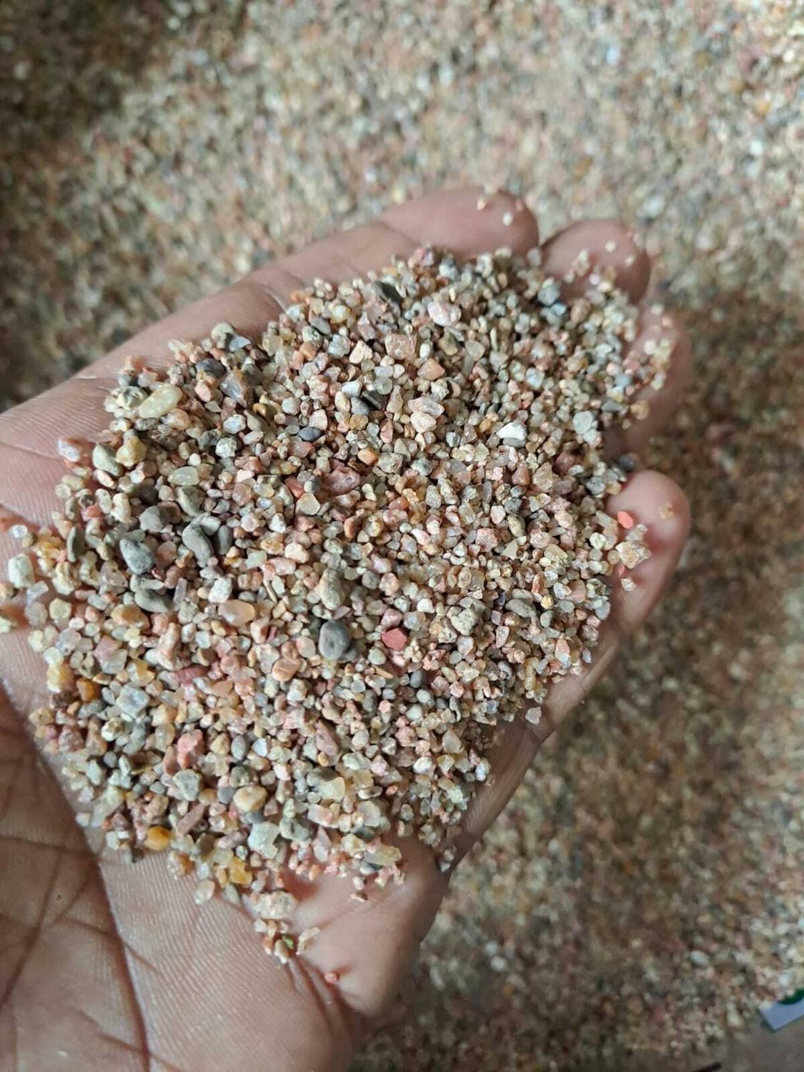 Gardening Bee Coarse River Sand for Plants, 2-4mm Particles, Cactus,  Succulents and Adenium Potting Mixture Price in India - Buy Gardening Bee  Coarse River Sand for Plants, 2-4mm Particles, Cactus, Succulents and