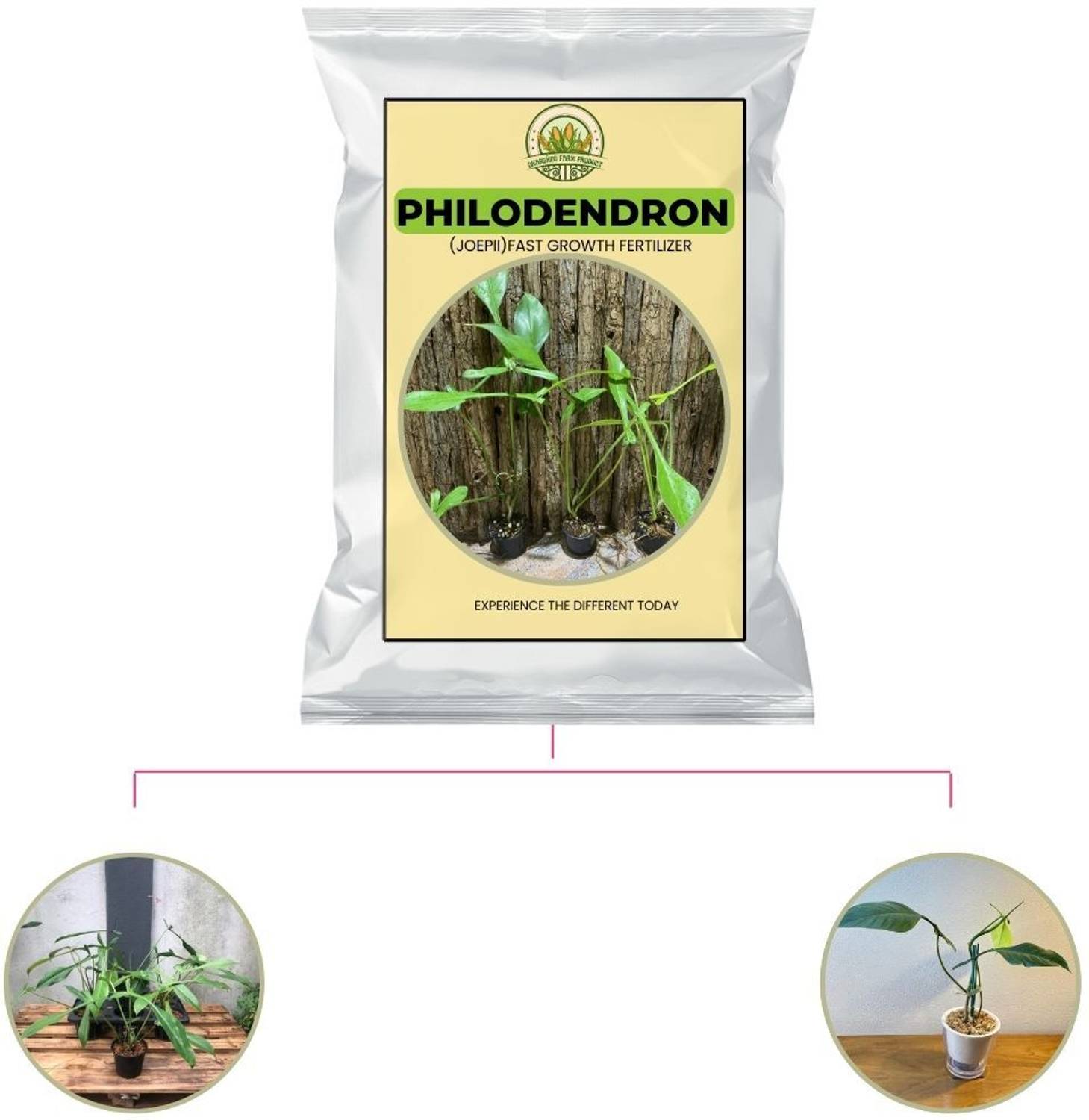 Dharshini Farm Product 500 GRAMS | PHILODENDRON PLANT FERTILIZER | Boost  Growth | Deepen Color Fertilizer Price in India - Buy Dharshini Farm  Product 500 GRAMS | PHILODENDRON PLANT FERTILIZER | Boost