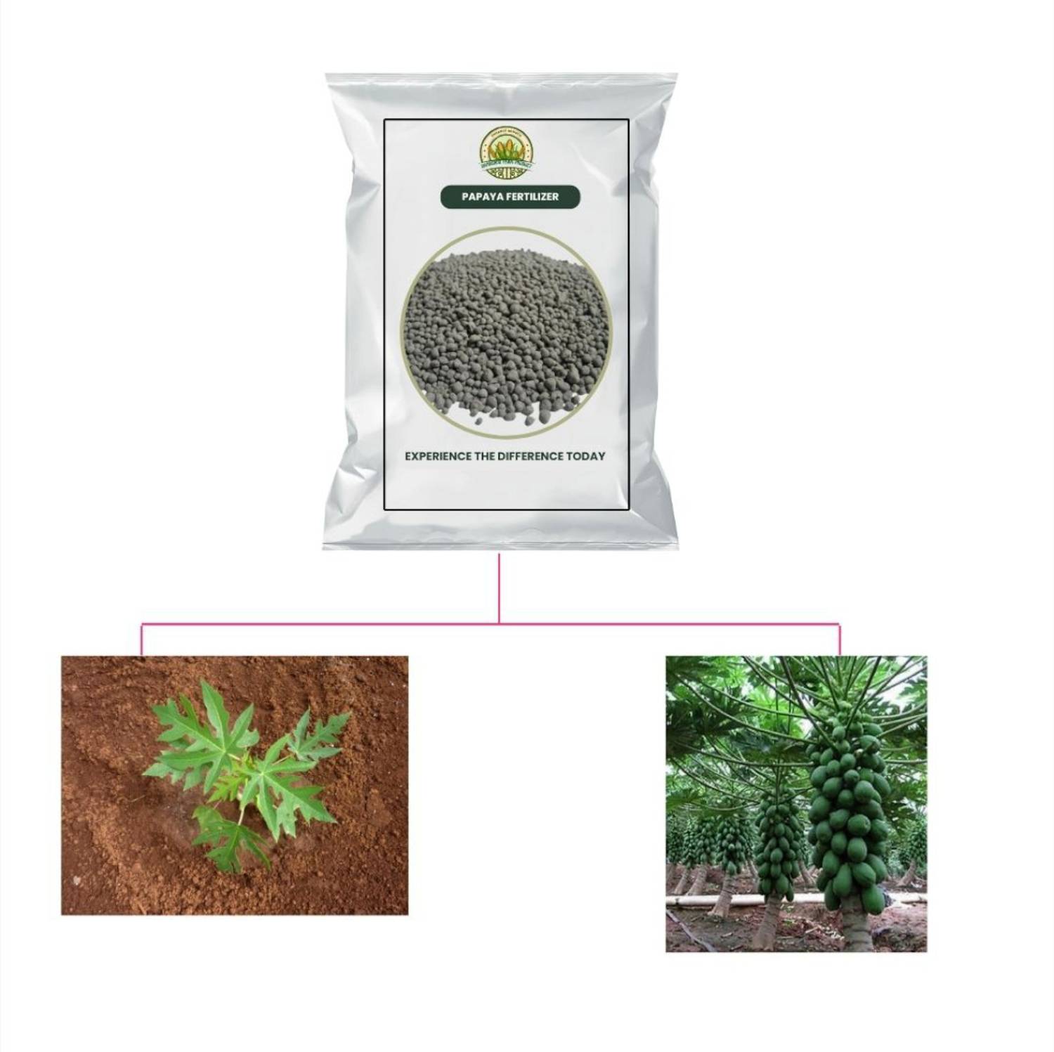 where can i buy a fiddle leaf fig Fiddle Leaf Fig Tree | Ficus Lyrata main image 0