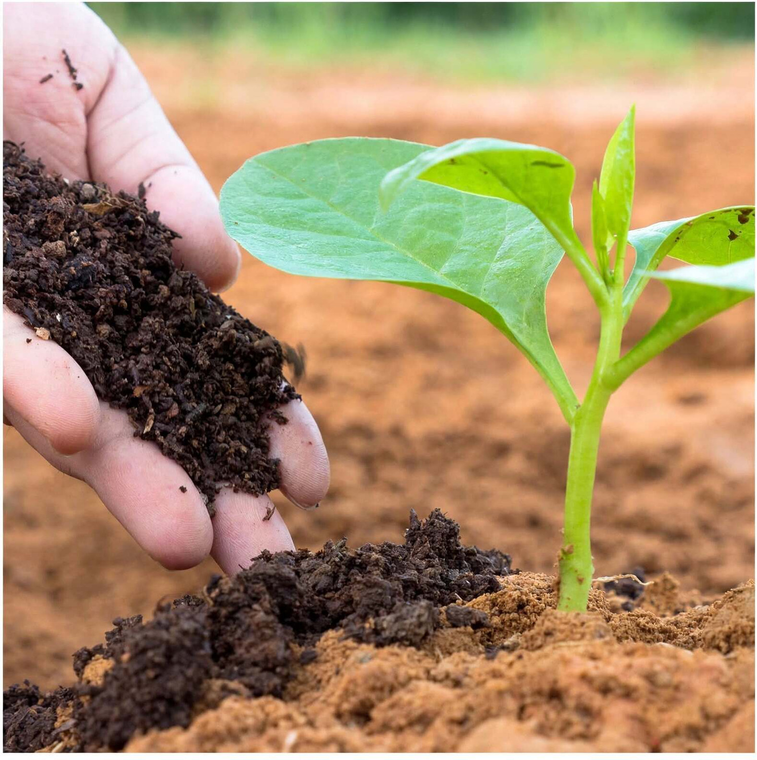 Image of VERMI COMPOST 50kg Natural Vermicompost Manure for Garden Plants Manure Fertilizer, Manure, Soil (50 kg, Powder)