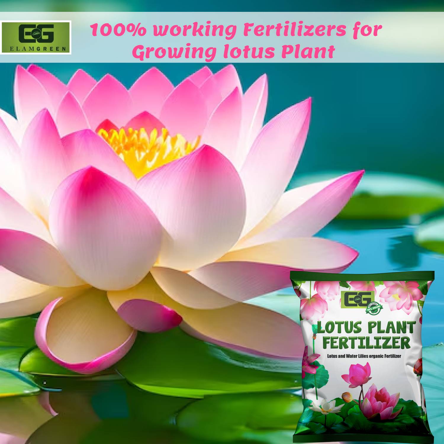 food for hydroponic plants ENVY Herb & Veggie Special Combo - Water Soluble Plant Food for Soil & Hydro - Professional Grade
