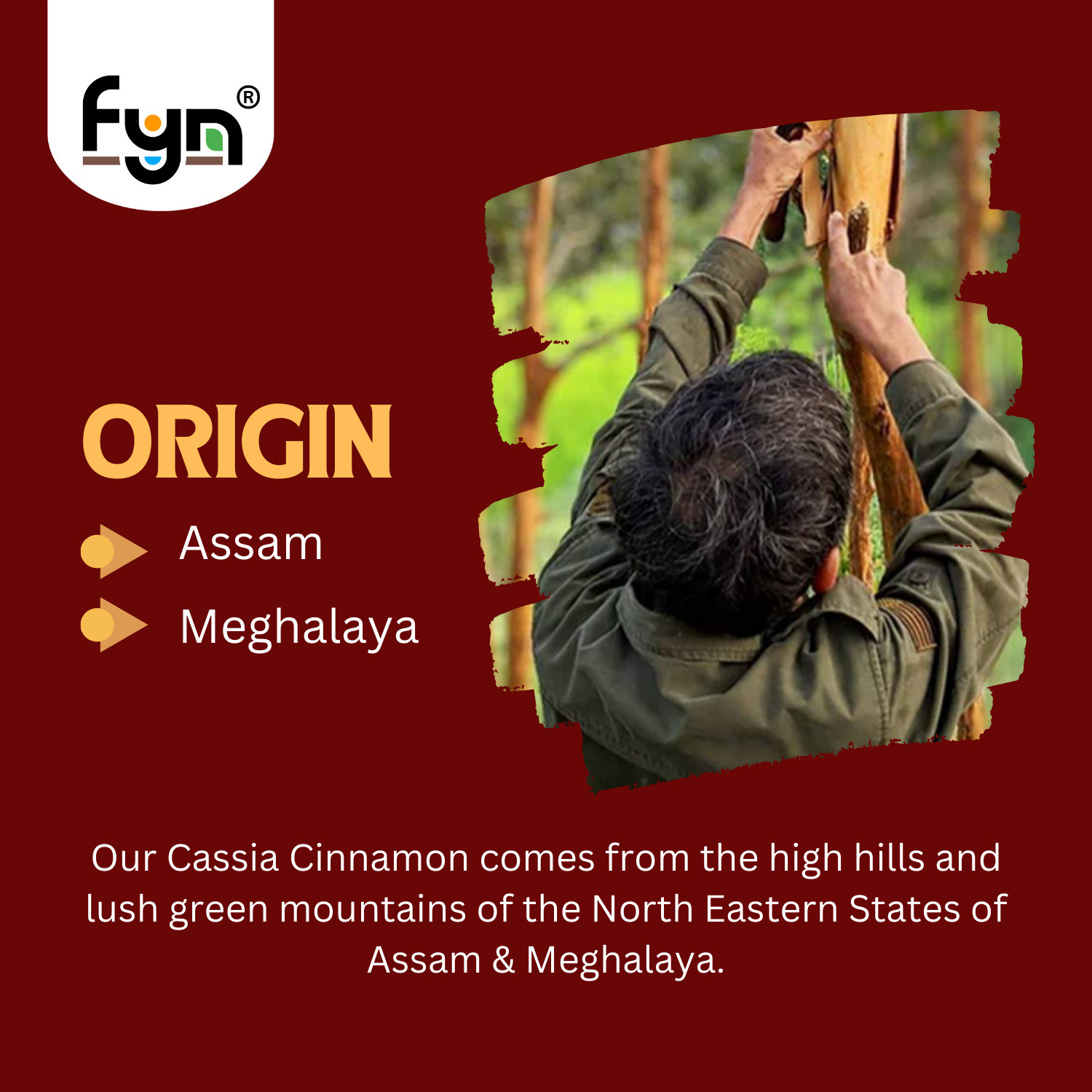 Image of FYN Cassia Cinnamon / Dalchini Sticks (100g) - Strong Flavour & Aroma