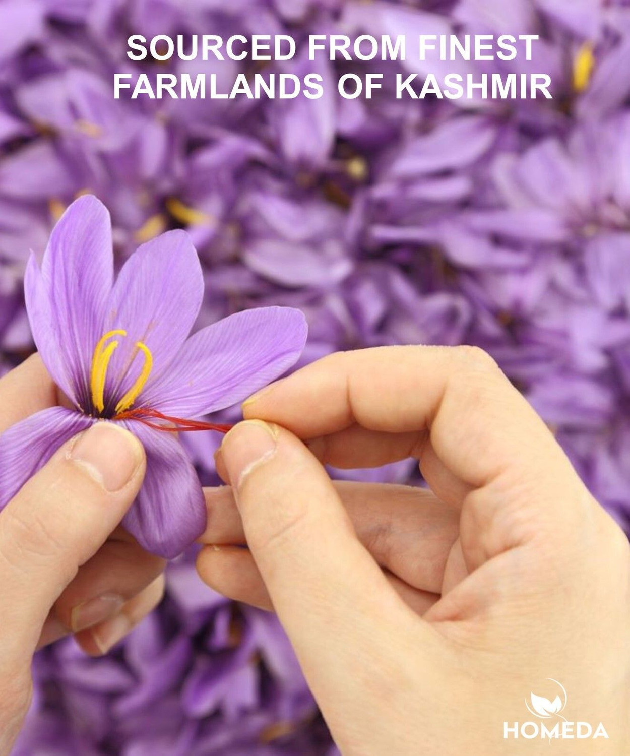 Image of Homeda Kesar Saffron Original 1g, Pure Kashmiri Kumkuma Puvvu, Kungumapoo, Grade A