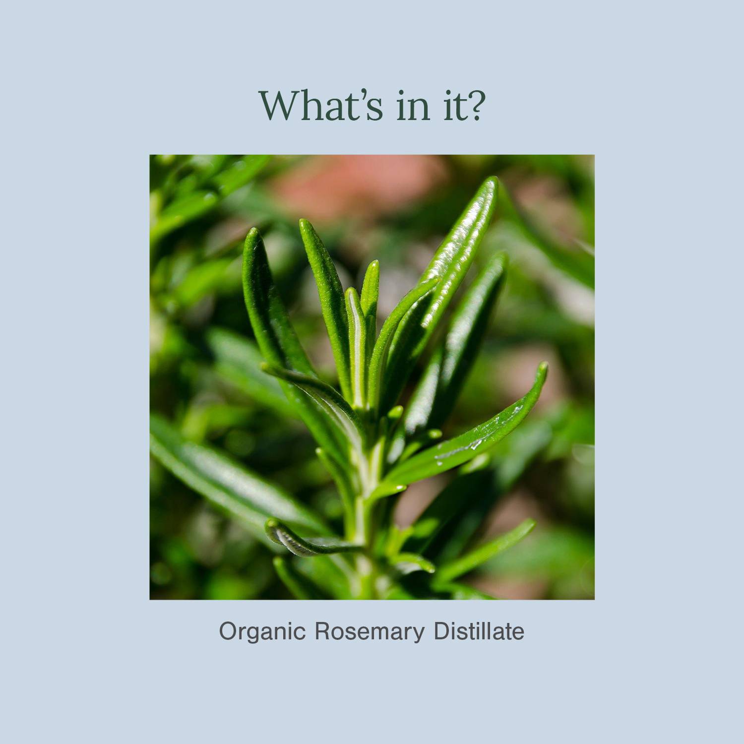 Juicy Chemistry Organic Rosemary Water (Hydrosol) - Image 3