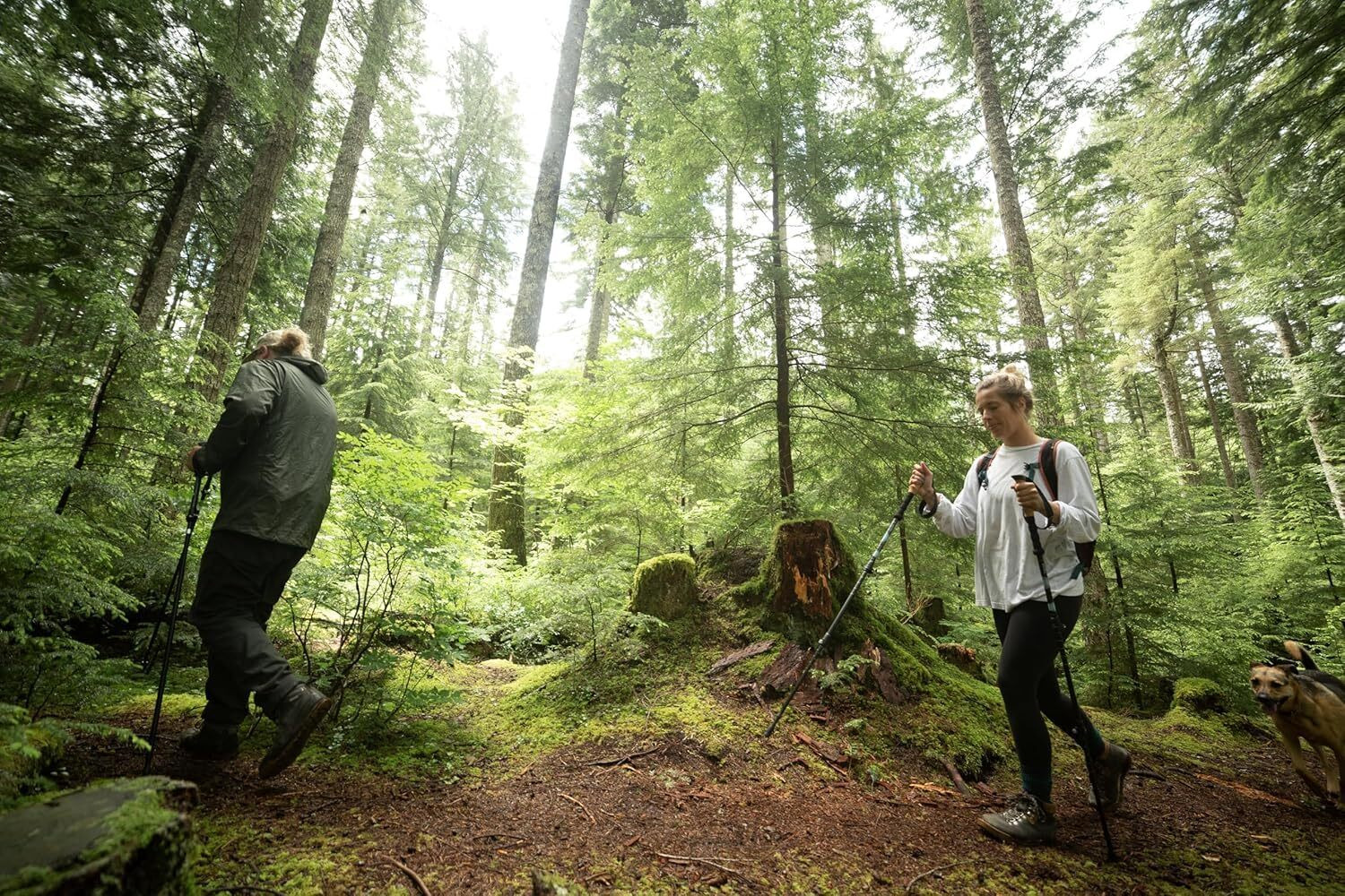 Image of CLVMART 3 Section Trekking Pole