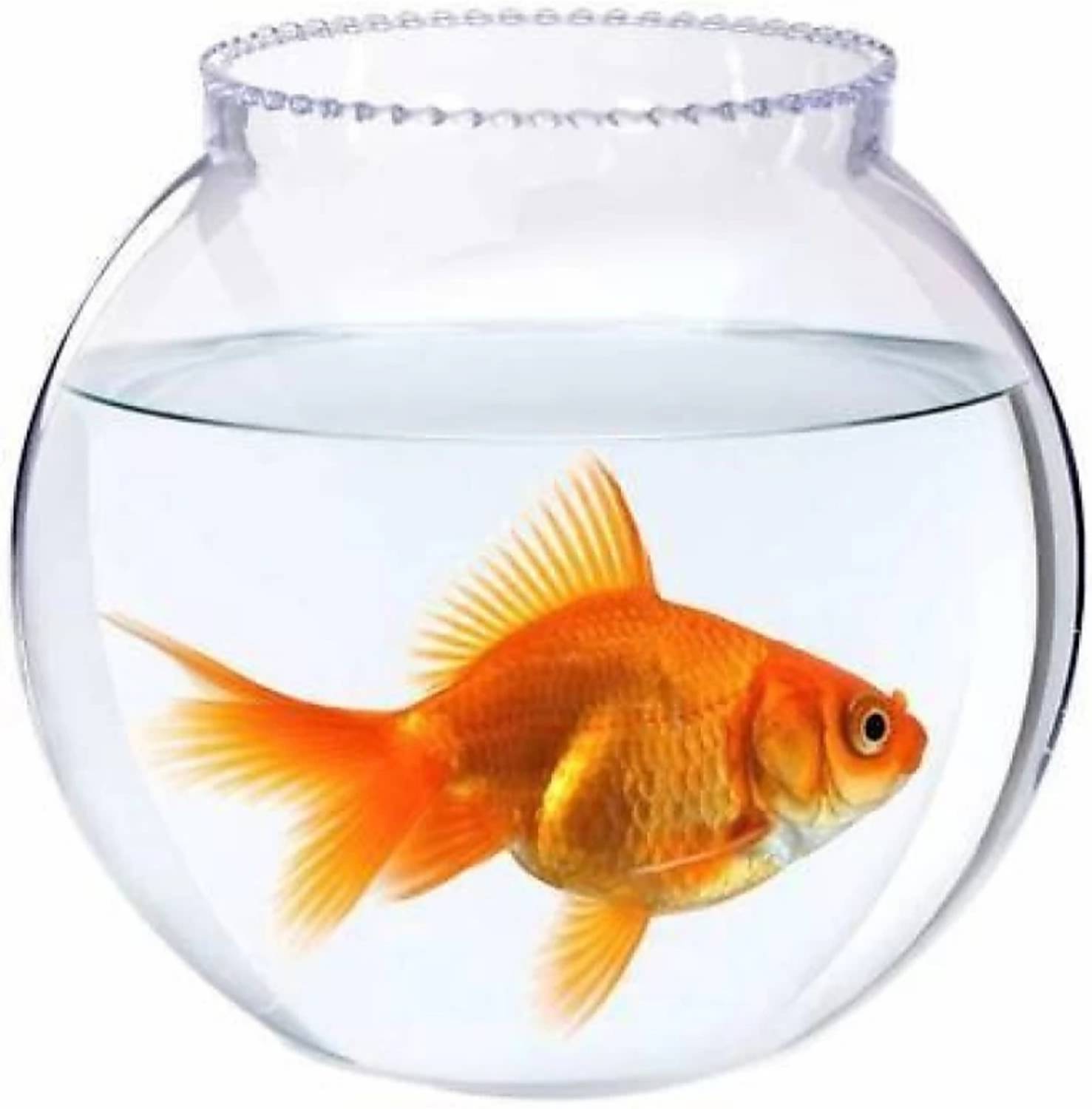 BILAL ANSARI 6 Inch Collar Aquarium Tool