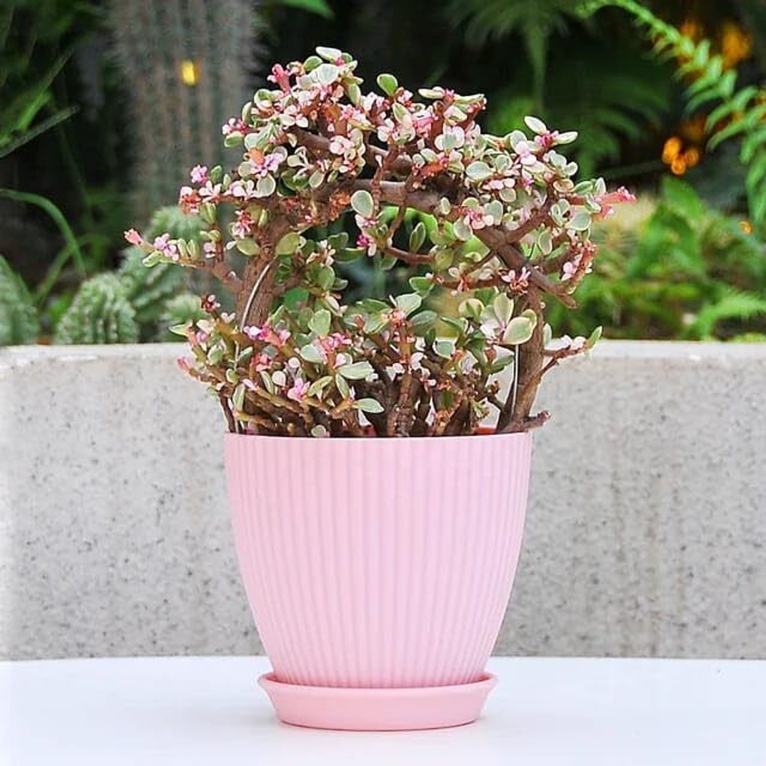 Image of Cloudzy Flower Pot Tulsi Kund with Tray Round Flower Planter Planting Pots [ Pack of 5 ] Plastic Vase