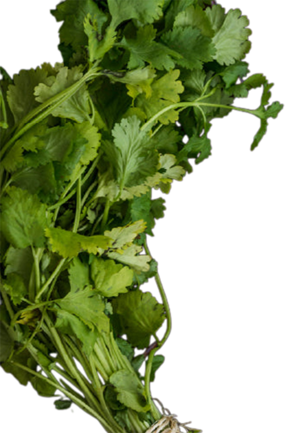 Image of Coriander