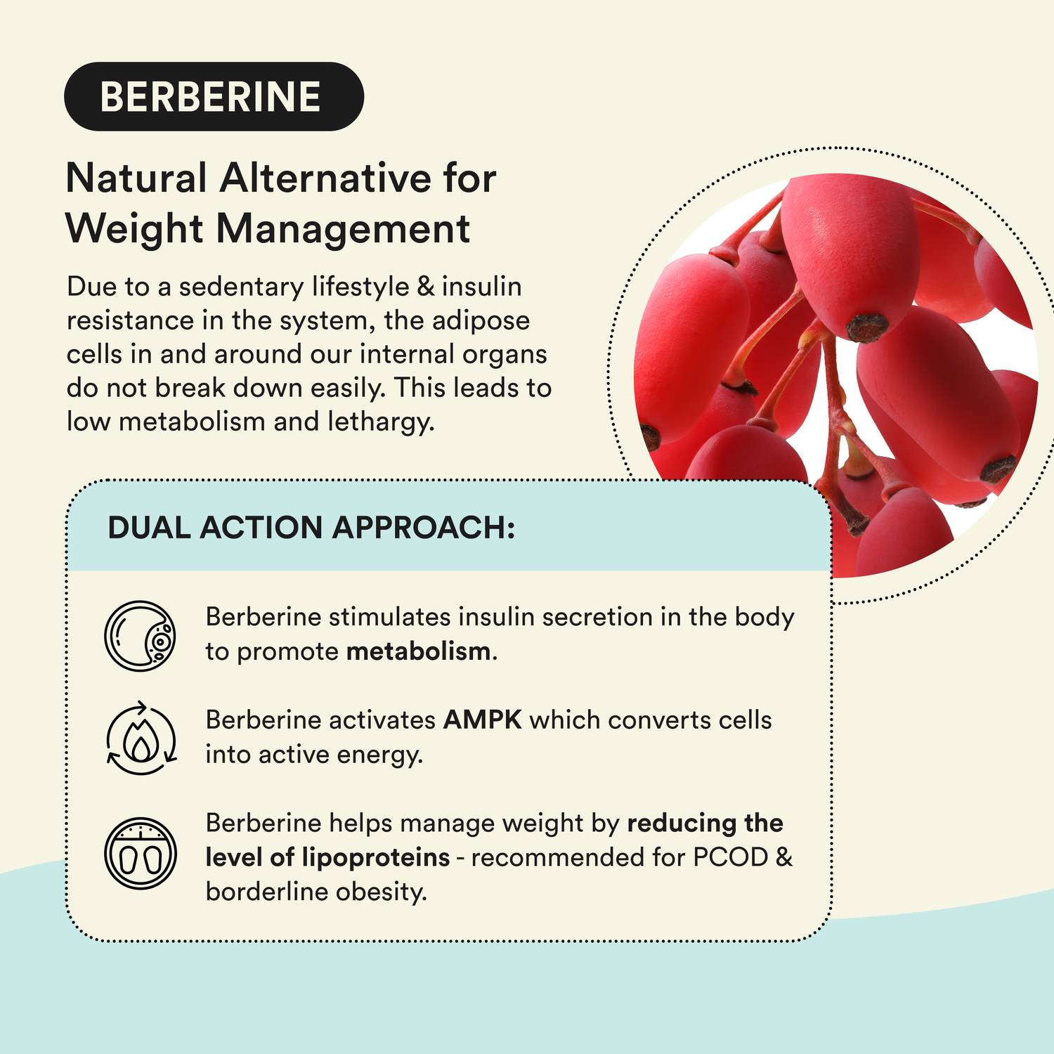 l-carnitine and berberine 2026 Update: What Are the Berberine and L Carnitine Together Side Effects? main image 1