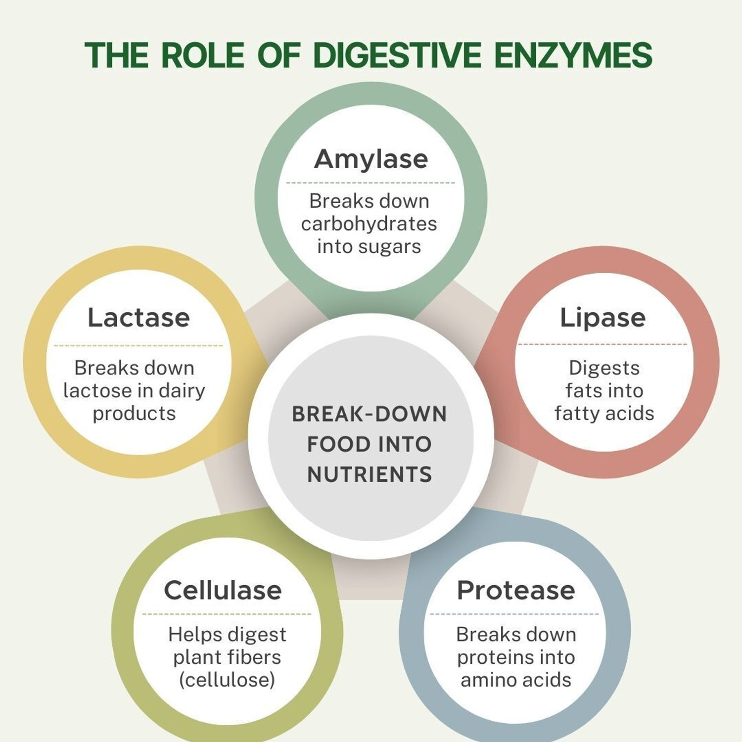 Image of Pure Nutrition Digestive Enzymes with Bromelain Supports Digestion & Nutrients