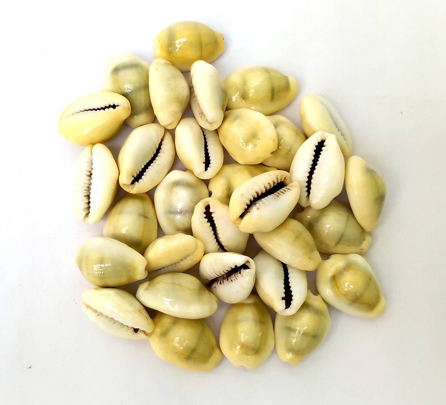 BHM Collectiom Yellow Kaudi shells 31 pieces Stoneware Yantra