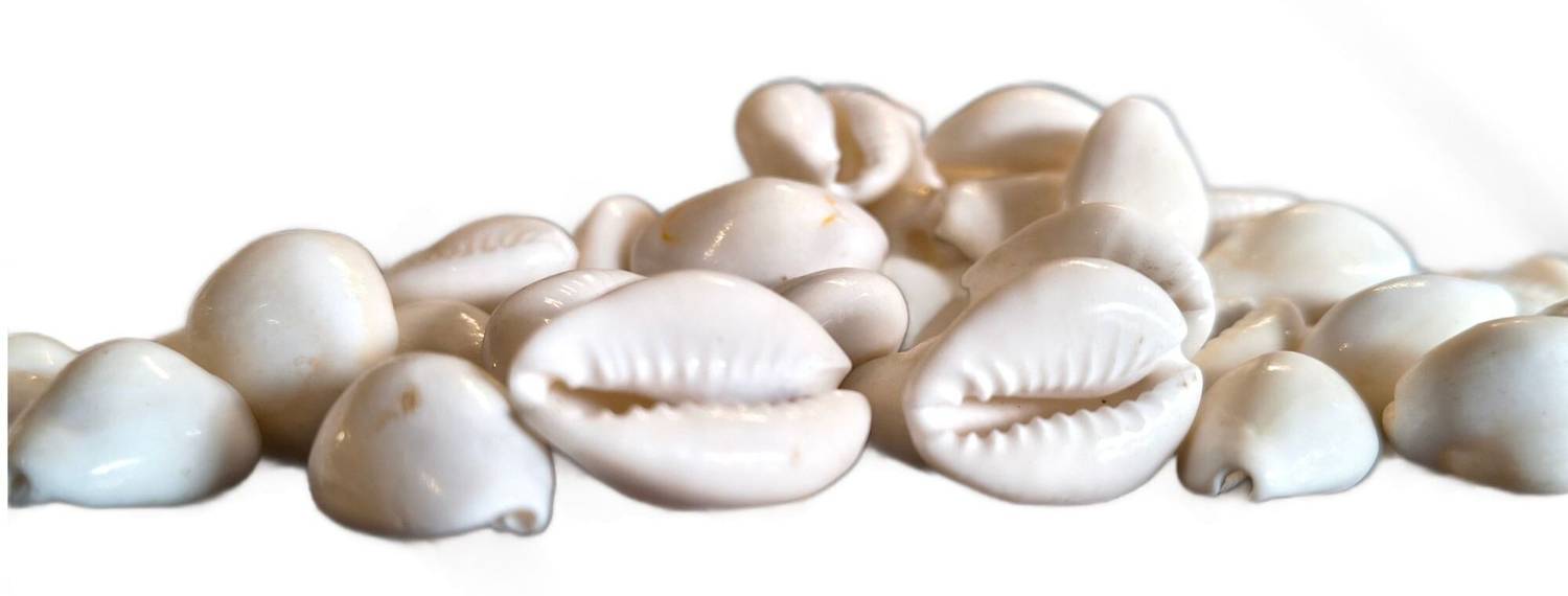 Govindam White Kauri / Safed Kodi, Premium Quality White Kaudi for Puja -  for Laxmi Pooja Stoneware Yantra Price in India - Buy Govindam White Kauri  / Safed Kodi, Premium Quality White