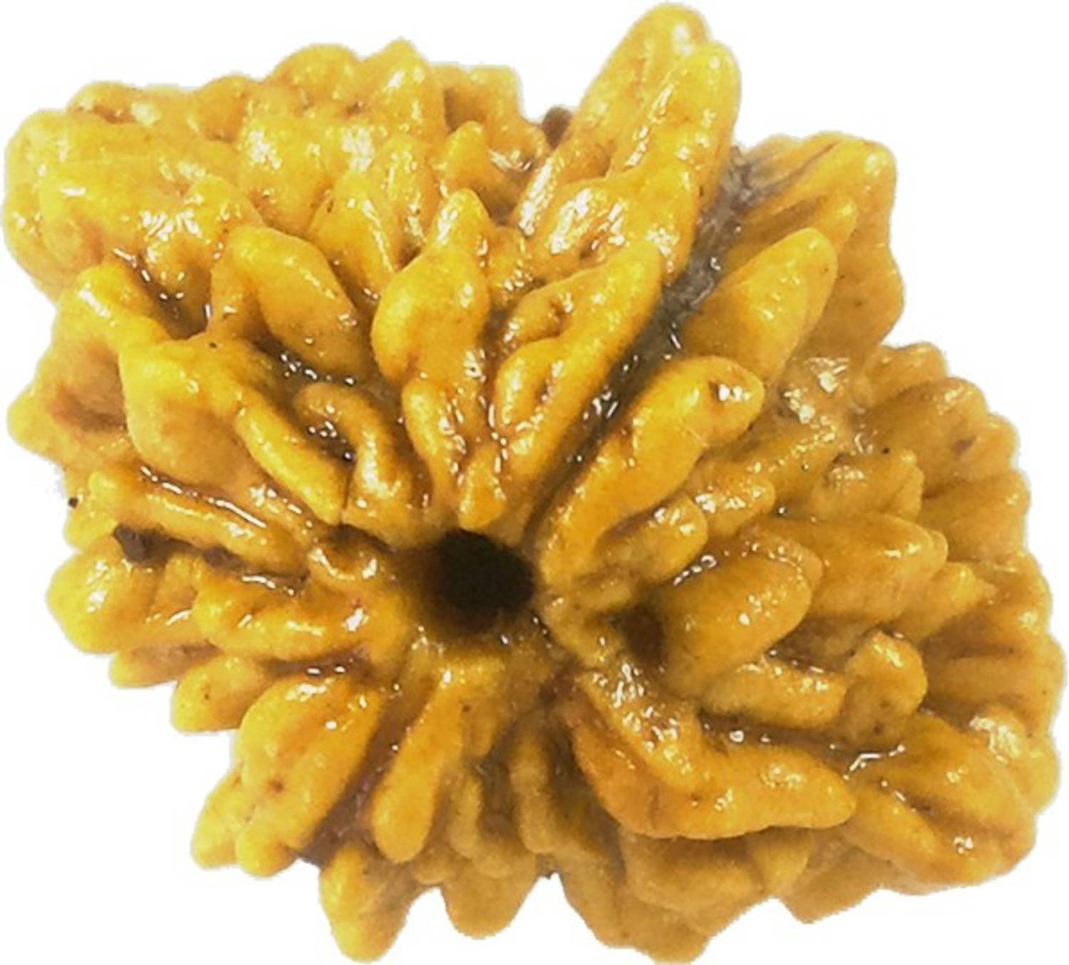 CHAKRADHARI 100% Original Do 2 Mukhi Nepal Rudraksha with Lab Test Certificate R2 Wooden Yantra