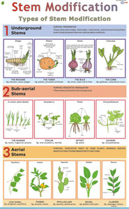 Stem Modification Chart Paper Print - Educational posters in India ...