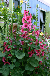 Paudha HOLLYHOCK Seed Price in India - Buy Paudha HOLLYHOCK Seed online ...