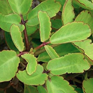 Greencuration Bryophyllum Pinnatum/Patharchatta Plant Price in India ...