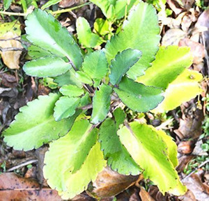 ORETIC Bryophyllum Pinnatum/Patharchatta Plant Price in India - Buy ...