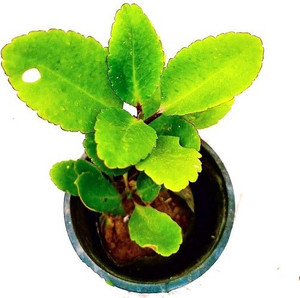 RoyalGardening Bryophyllum Pinnatum/Patharchatta Plant Price in India ...
