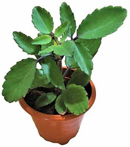 Bharat Herbs Care Bryophyllum Pinnatum/Patharchatta Plant Price in ...