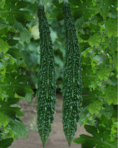 10 Seeds Green Skin Long Bitter Gourd Bitter Melon Seeds Ku Gua Fast