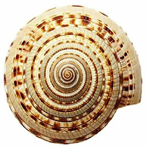 Firmus Ceramic Conch Shell Vishnu Chakra for Pooja/Vastu Dosh (1.25 ...