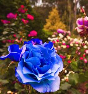 Biosnyg Blue Rose Flower Fresh Plant Seeds for Planting 50 Seeds Seed ...