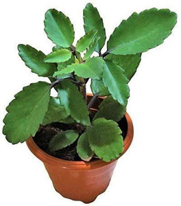 MODERN PLANT Bryophyllum Pinnatum/Patharchatta Plant Price in India ...