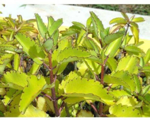 SJ STOCKS Bryophyllum Pinnatum/Patharchatta Plant Price in India - Buy ...