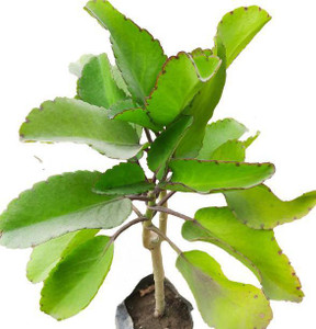 Cloud Farm Bryophyllum Pinnatum/Patharchatta Plant Price in India - Buy ...
