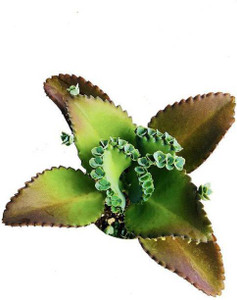 EarthAngel Bryophyllum Pinnatum/Patharchatta Plant Price in India - Buy ...