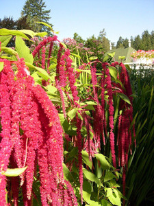 Paudha Amaranthus Love Lies Bleeding Seed Price in India - Buy Paudha ...