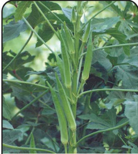 thumbnail image 2 of Bhindi Beej-Okra Seeds-भिंडी बीज-Ladyfinger Seeds Edible-Lady Finger Seeds-Abelmoschus Esculentus At ₹ 100.00 | Lady Finger Seed | ID: 26030438848 2 of 12