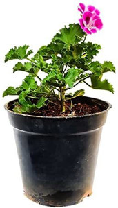 PALAK Geranium Plant Price in India - Buy PALAK Geranium Plant online ...