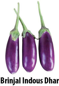Indous Agriseeds Eggplants Seed Price In India Buy Indous Agriseeds