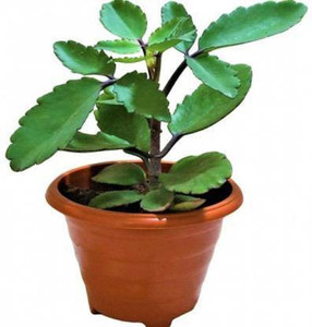 natikrd Bryophyllum Pinnatum/Patharchatta Plant Price in India - Buy ...