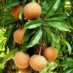 Bala plant creation Chiku Plant Price in India - Buy Bala plant ...