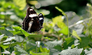 Titli Insect butterfly poster & Titli POSTERS, Dragonfly Poster, Insects Poster ...