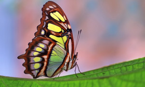 Titli Insect butterfly poster & Titli POSTERS, Dragonfly Poster, Insects Poster ...