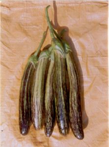 Indous Agriseeds Brinjal Seeds Seed Price In India Buy Indous