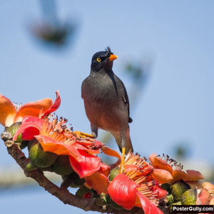 Myna Poster Athah Poster Silk Cotton Mynah Artwork Rolled Paper Print - Cuisine ...