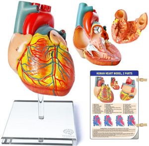 Labgo Human Heart Model, 2 - Part Heart Models Anatomy Anatomical Body ...