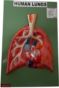AI Human Lungs Dissection Model Anatomical Body Model Price in India ...