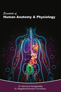 Essentials of Human Anatomy & Physiology: Buy Essentials of Human ...