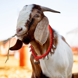 AAGAAZ Goat/Sheep Halter Nylon Rope,Goat Cord,Goat Belt in Red color 61 ...