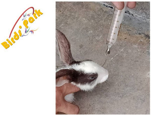 Birds' Park Feeding Dosing tubes for Rabbit Pet Nursing Kit Price in ...