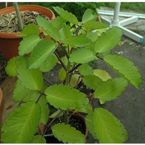 natikrd Bryophyllum Pinnatum/Patharchatta Plant Price in India - Buy ...