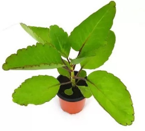 SAYANTIKA NURSERY Bryophyllum Pinnatum/Patharchatta Plant Price in ...